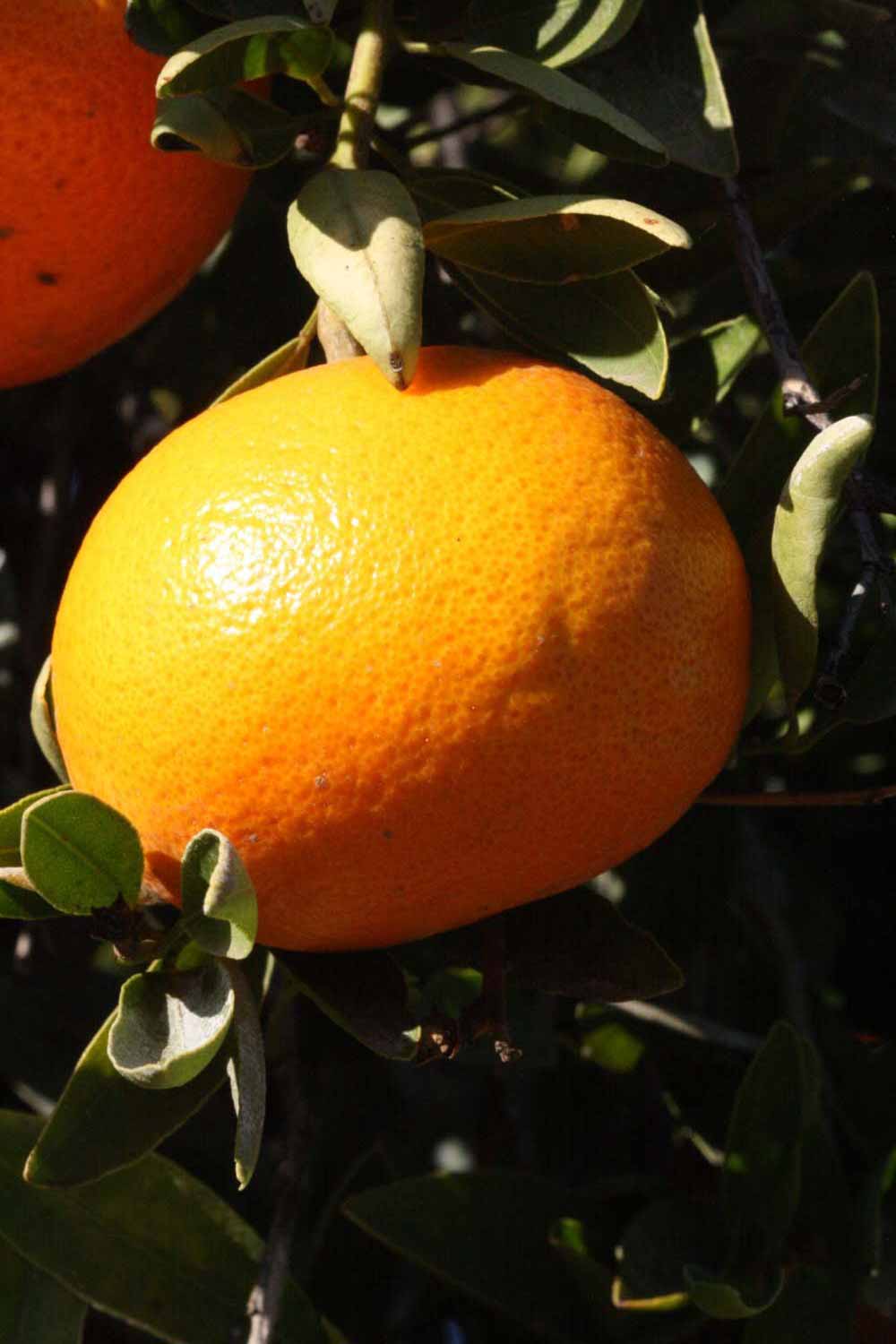              Fruit (Riverside, CA)       